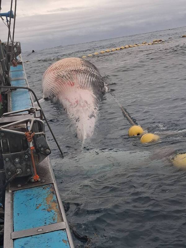 花蓮縣定置漁網業者4日上午巡視位於崇德外海的漁場時發現有鯨屍，已有腐爛情形，疑為死亡後漂入漁場內。圖/中央社、民眾提供