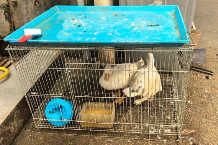 曾被譽為「鴨中貴族」的寵物柯爾鴨，在大陸附帶全套飼養裝備的柯爾鴨價格斷崖式下跌。圖/取自上游新聞微博