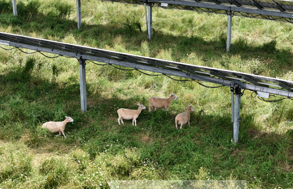 2023年，大陸上市公司「天合光能」把青海的「牧光互補」模式推廣到紐西蘭。圖/取自世紀新能源網