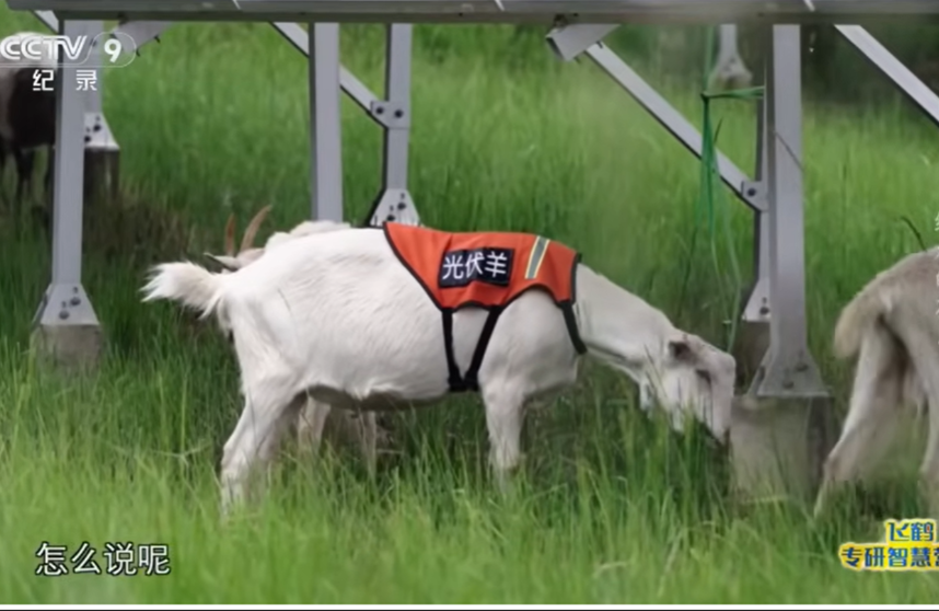 台灣水庫光電板清洗鬧翻天　大陸沙漠卻養出「光伏羊」　還整廠輸出紐西蘭