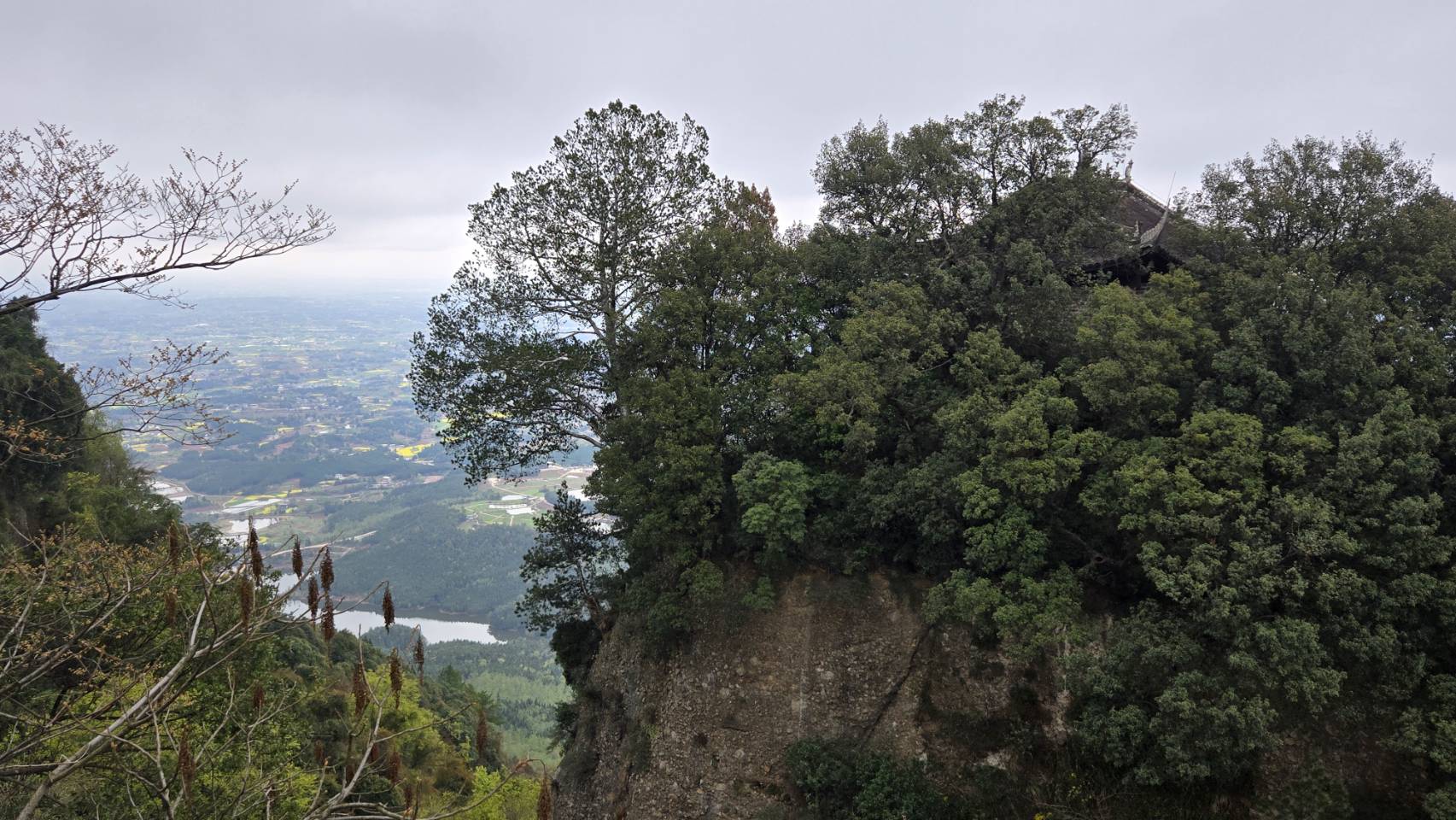 竇圌山獨有的白皮松，這株長在絕壁上的白皮松已有五百年樹齡。圖/記者宋秉忠攝