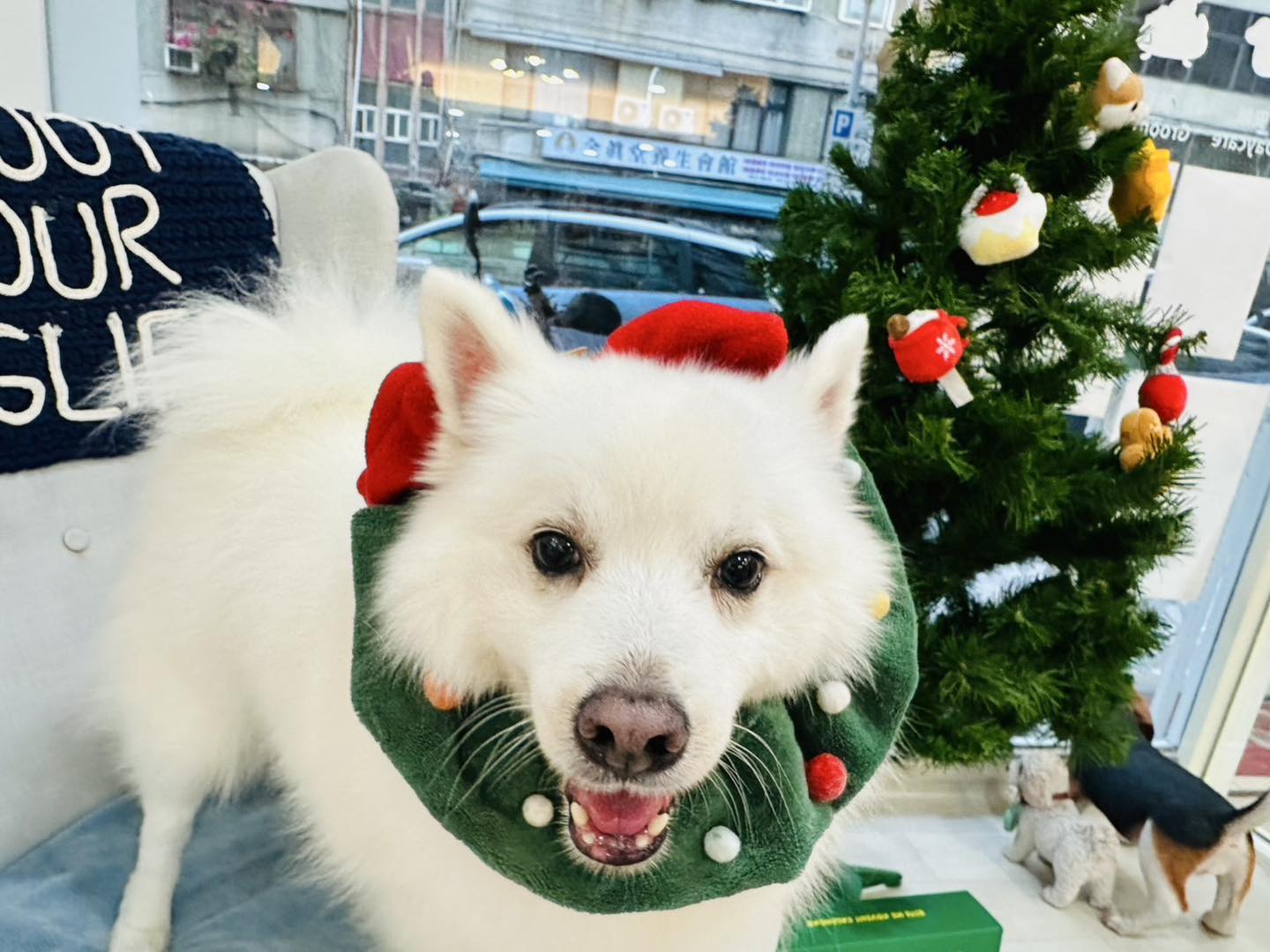 陳文茜的狗狗孩子，在聖誕節前夕為牠們打扮。圖／取自文茜的世界周報 Sisy