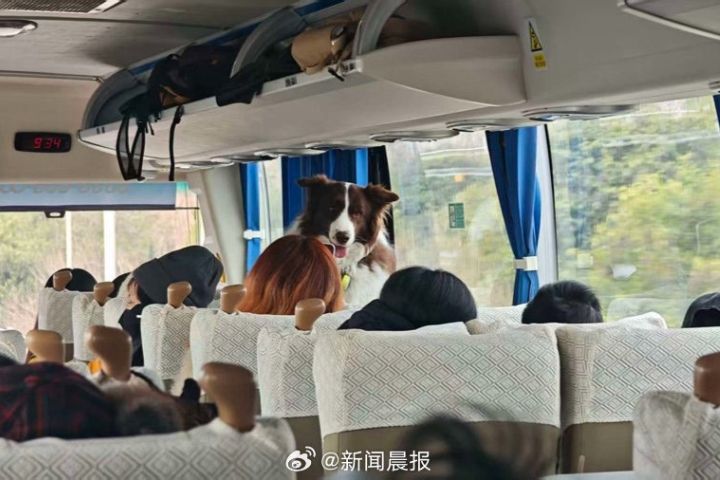 大年初三出發的狗狗旅行團班車共有17組旅客、15隻狗同行，其中超過一半是回流老客人。圖/取自新聞晨報微博