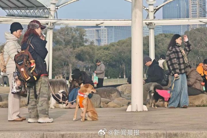  狗狗旅行團中，最忙碌的往往不是奔跑的狗，而是拿著手機與相機的主人。圖/取自新聞晨報微博