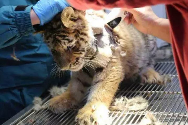 兩個月大虎寶寶闖生死關　長沙動物園急開刀挖頸腫瘤