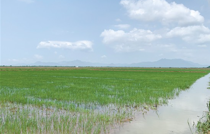 大陸成功種植能在鹽分地生長的「海水稻」，化解戰時可能出現的糧食封鎖。圖/取自江門日報