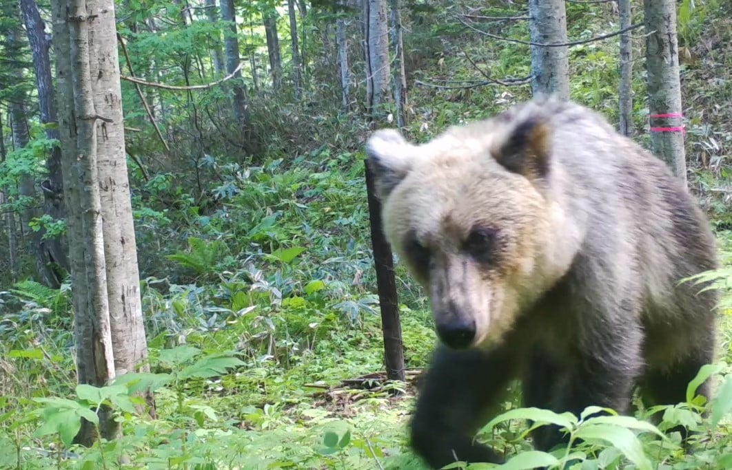 去棕熊棲息地考察黑熊？監察院拿考察當旅遊