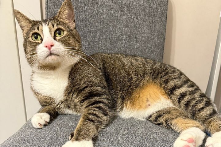 到了宋代，貓正式從「捕鼠工具」變成「家庭成員」，地位不比現代差。圖/取自貓咪福福說微博