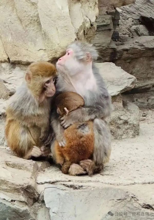 獼猴「抱團取暖」可有效減少熱量流失,提高個體存活率。圖/取自經視直播