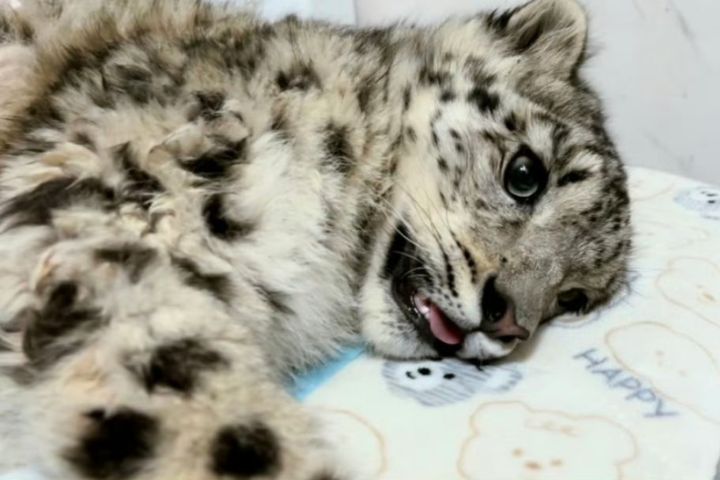 雪豹寶寶「凌小明」,目前仍在與死神搏鬥。圖/取自西寧野生動物園