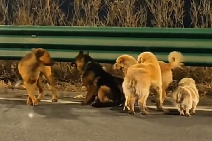 汪汪隊大逃亡　跋涉17公里　7隻狗狗全數返家　護傷同伴畫面逼哭網友