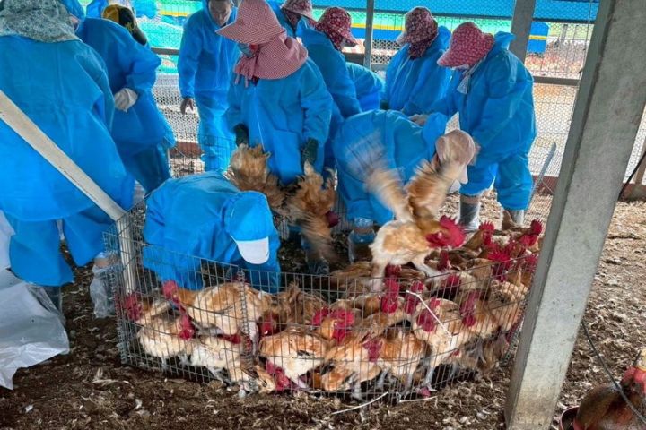 雲林水林兩雞場爆禽流感　已撲殺逾2.4萬隻、1業者未通報