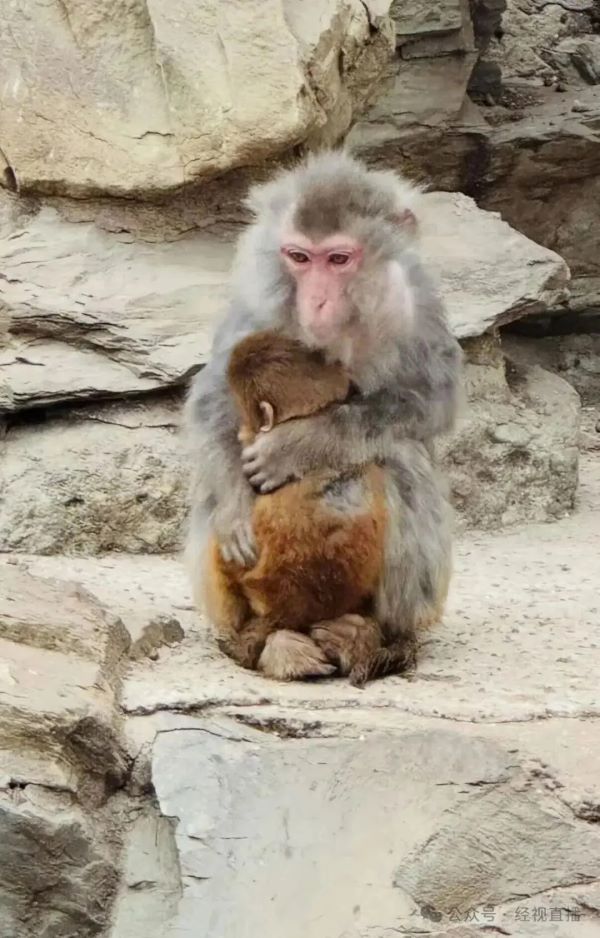 小獼猴蜷縮身靠著媽,讓不少網友直呼「看著十分可憐」。圖/取自經視直播
