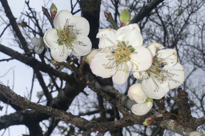 短暫回暖周二再轉冷　元旦後大陸冷氣團南下低溫探11度