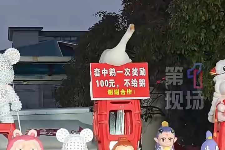 音樂搖擺鵝！安徽套圈攤大鵝　主打讓人套不中