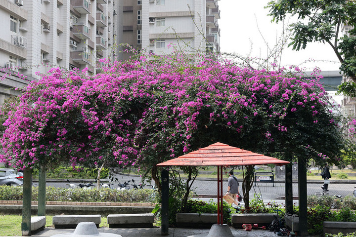 好天氣再一天日夜溫差仍大　周四起水氣增加局部防陣雨
