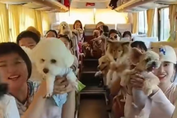 寵物經濟逼近1.36兆　大陸狗狗團旅遊　全靠悅己買單