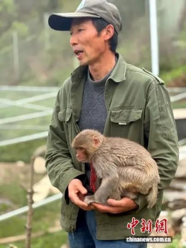 小獼猴「猴健」每天跟著護林員譚明寬一起巡山。圖/取自中新網