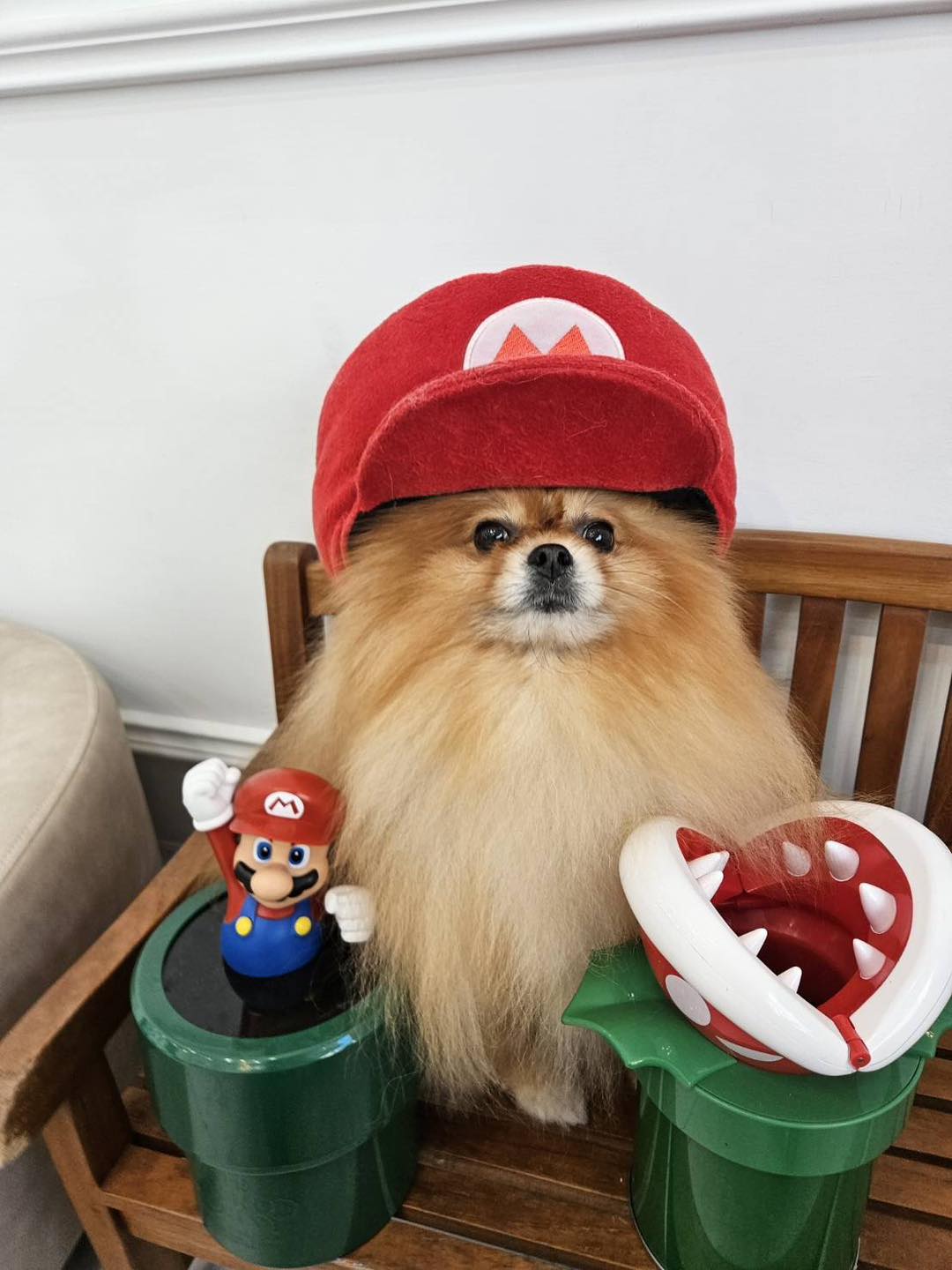 陳文茜的狗狗孩子，在聖誕節前夕為牠們打扮。圖／取自文茜的世界周報 Sisy