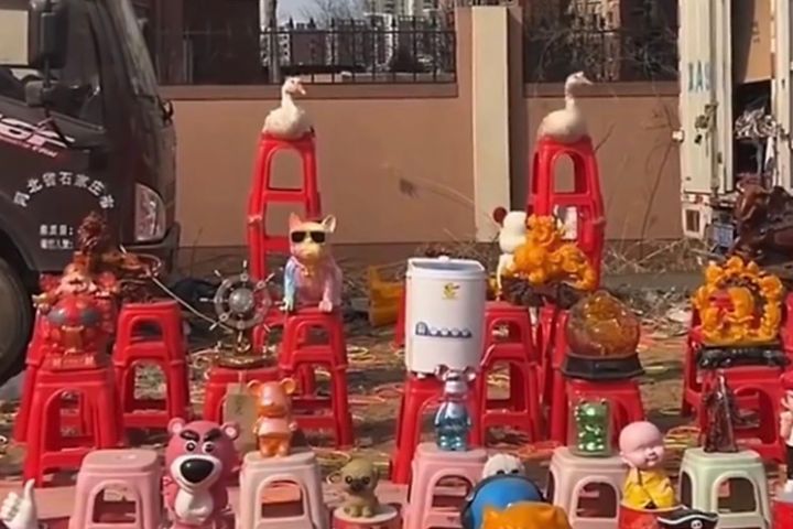 長期播放音樂,或以手勢引導左右擺動,讓鵝逐漸形成條件反射,一聽到音樂就會自然搖頭。圖/取自不夠瘦二十斤不換名微博