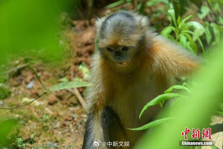 黔金絲猴為多雄多雌的混合家族群，喜食水青岡、女貞、玉蘭、野櫻等植物。圖/取自中新網