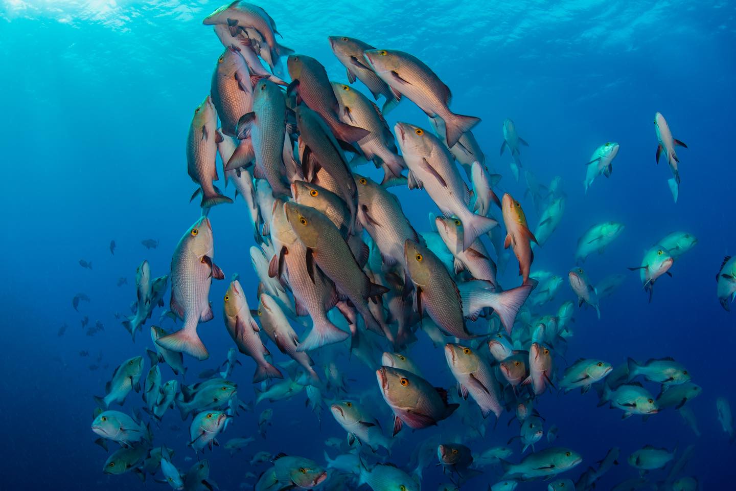 帛琉震撼的海底景觀，可以看到世界三大洋匯集的珊瑚美景延著斷層生長與成群美麗熱帶魚。圖/取自帛琉觀光局