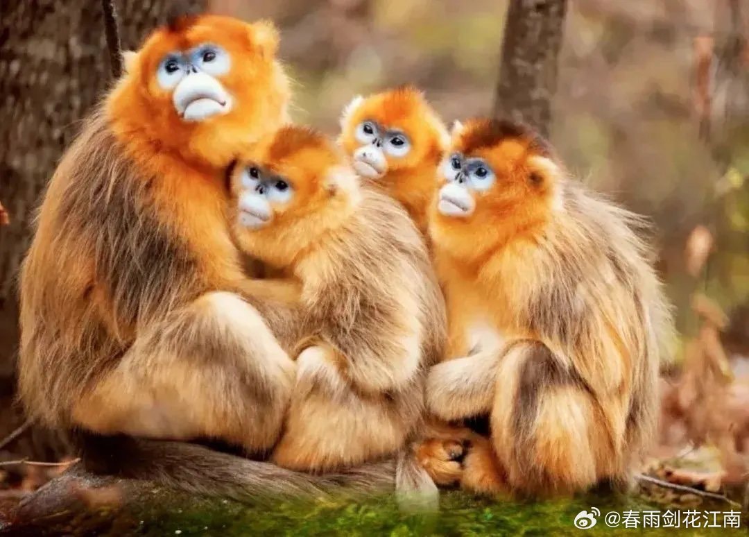 金絲猴是典型的森林樹棲動物。圖/取自春雨劍花江南微博