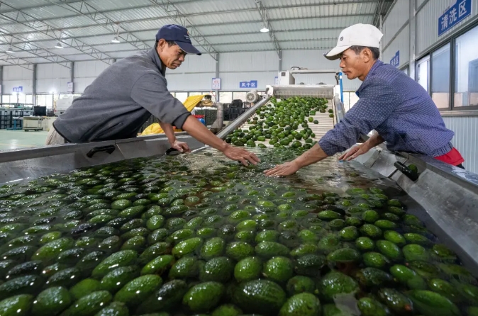 工人在酪梨智慧分選流水線上工作。圖/取自新華社