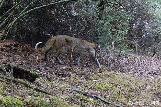 近日，四川鐵布梅花鹿自然保護區首度捕獲到金貓的珍貴活動影像。圖/取自四川文明網微博