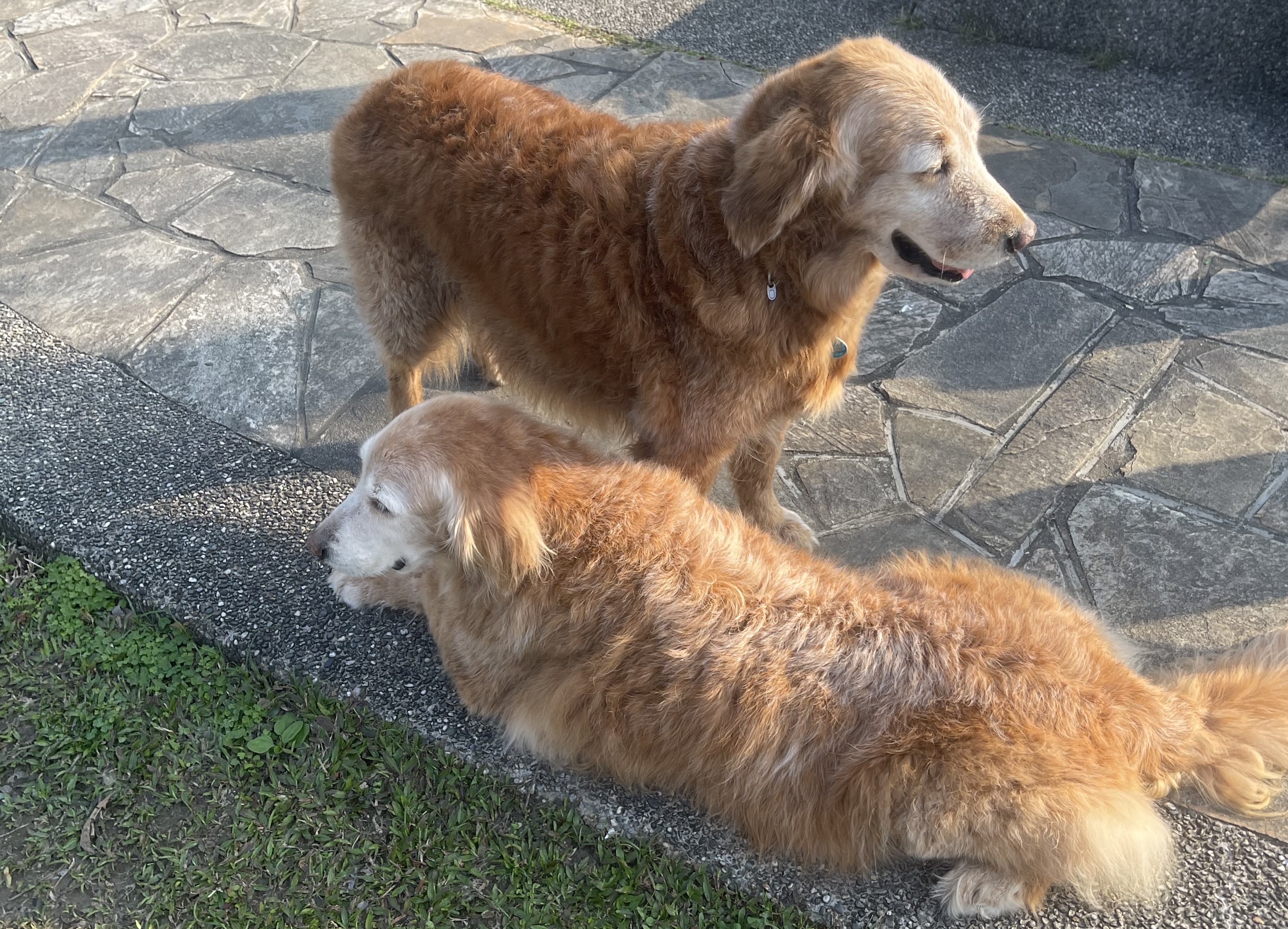 黃金獵犬在犬類智商中排名屬於前段班，一點也不輸給邊境牧羊犬。圖/楊俊斌攝