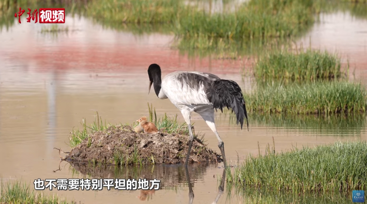 黑頸鶴與剛出生不久的鳥寶寶。圖/取自中新視頻