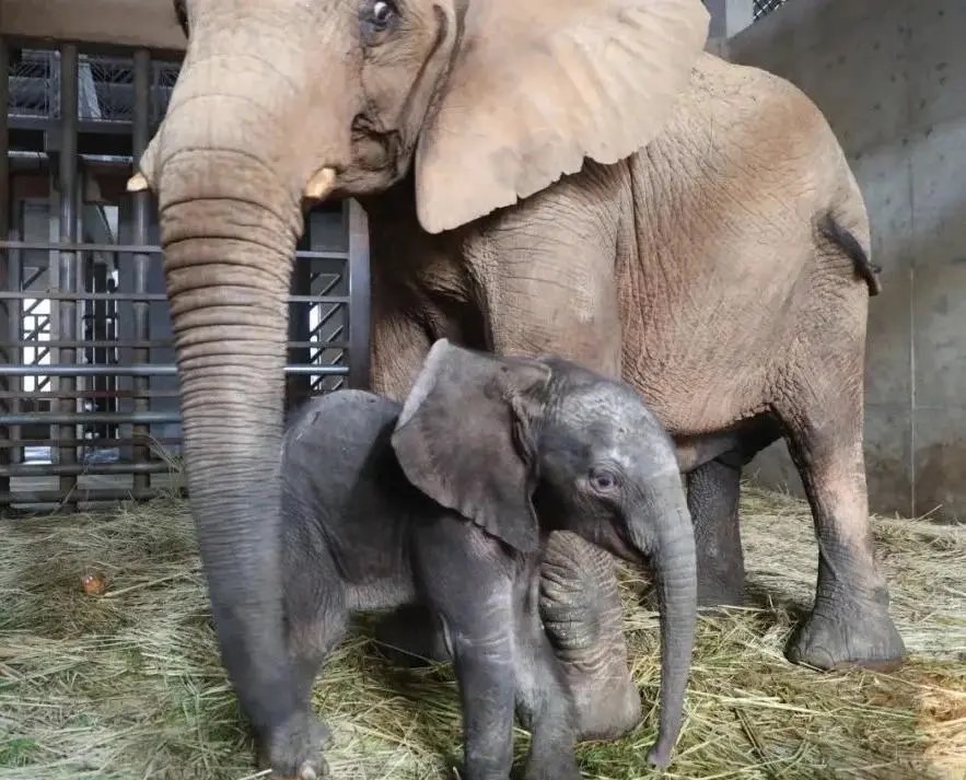 非洲母象小白和牠的寶寶在一起玩耍。圖/取自上海野生動物園