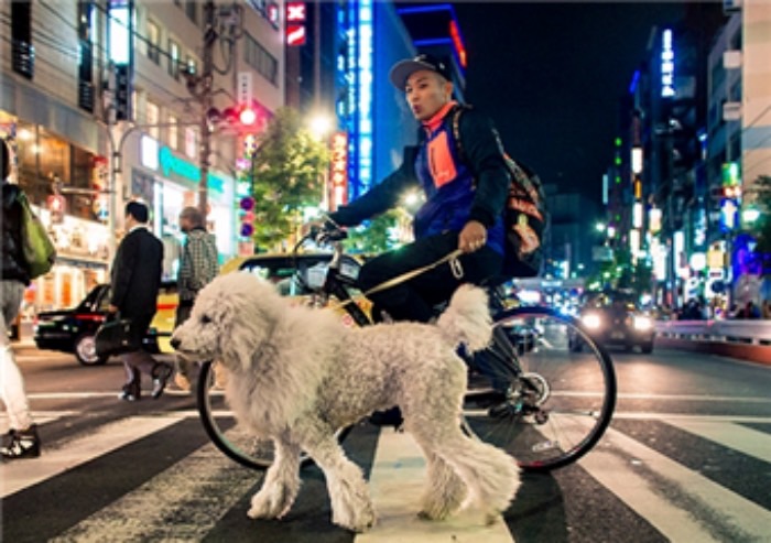 毛小孩在飼主的心中如同家人一般重要。圖/取自央視新聞