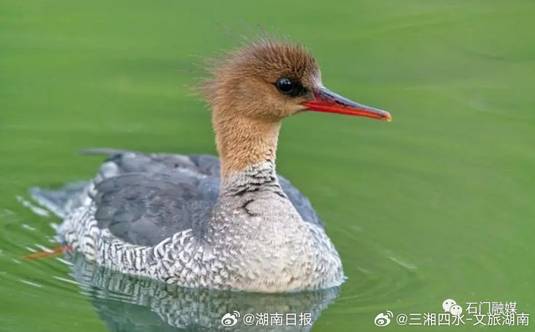 中華秋沙鴨雌鳥的頭和頸則呈棕褐色。圖/取自湖南日報微博