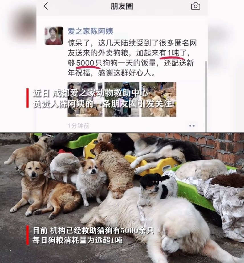 在成都，一個愛心的動物救助站，5000隻流浪貓狗收到一噸頂級品質的糧食。圖/取自微博