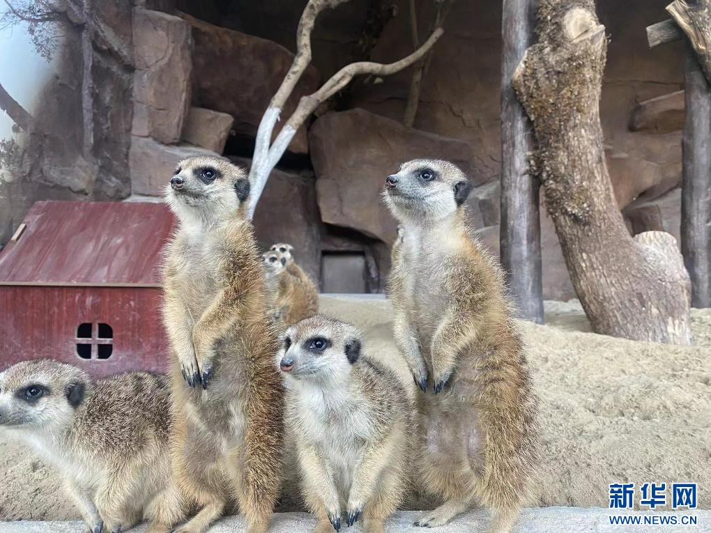 溫州動物園的「非洲小精靈」細尾獴。圖/取自新華網