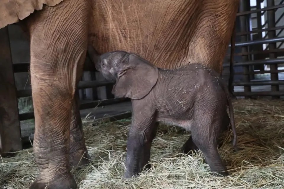 小象寶寶吮吸母乳，就像孩子般依戀著媽媽。圖/取自上海野生動物園