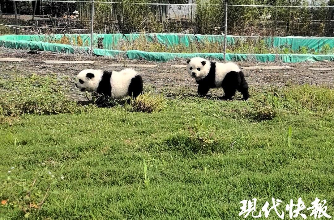 兩隻「貓熊犬」在草地玩耍。圖/取自現代快報