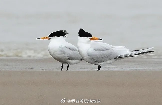 黑嘴端鳳頭燕鷗是瀕危的候鳥，會跟著團隊，奔向遠方。圖/取自喬老爺玩轉地球微博