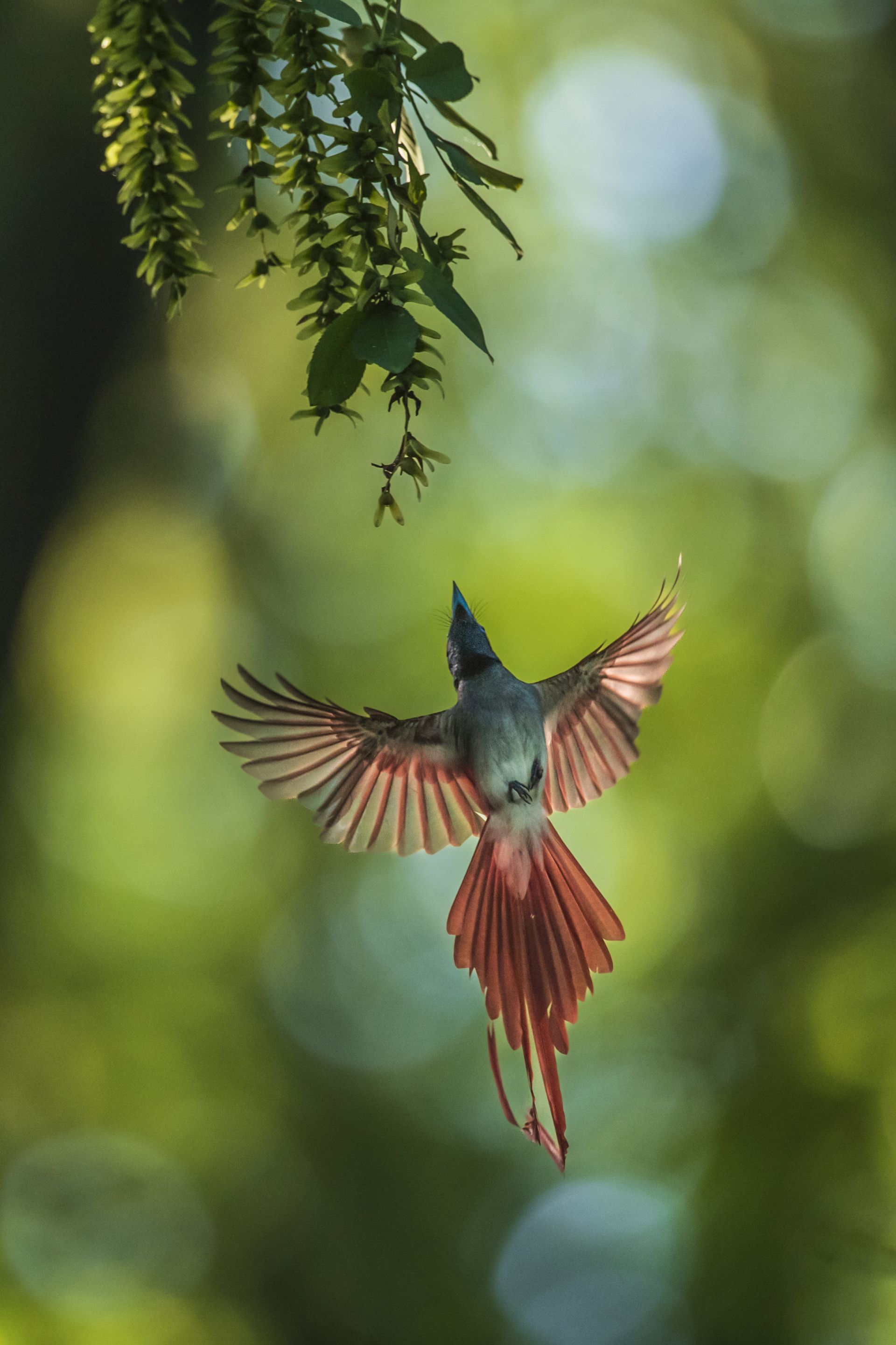 紅壽帶鳥，又名綬帶鳥，也被稱為「林中仙子」。圖/取自荊楚網