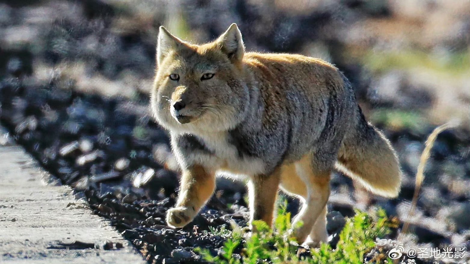 藏狐主要捕食小型嚙齒類動物，高原鼠兔當然是牠們首選的食物。圖/取自聖地光影微博