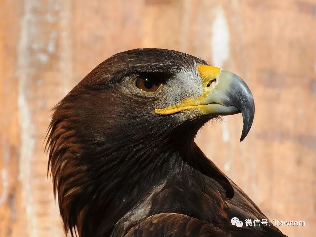 金雕的嘴鉤剛猛勝過刀刃。圖/取自微信