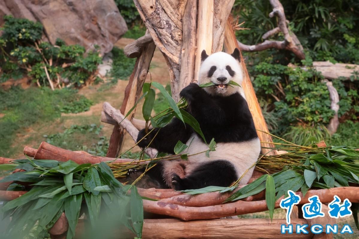 現時居住在香港海洋公園的大貓熊（資料圖）。圖/取自香港中通社