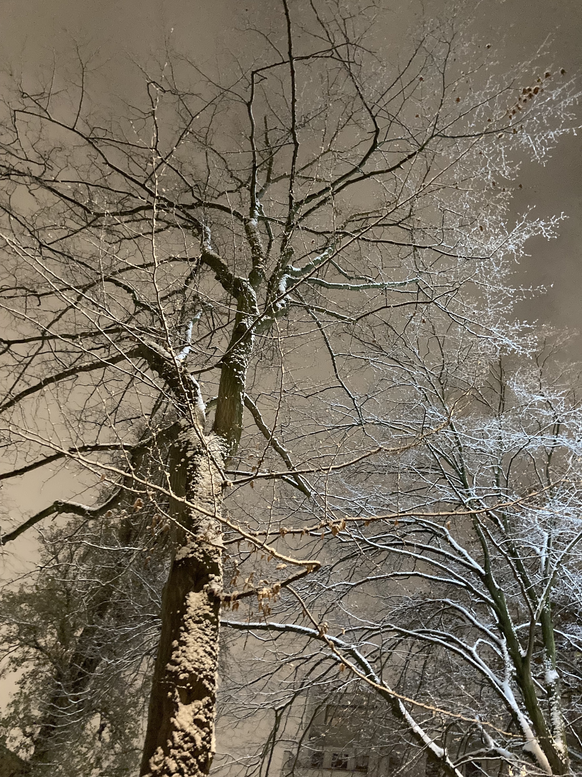 樹梢的雪。圖/張仲嫣攝.