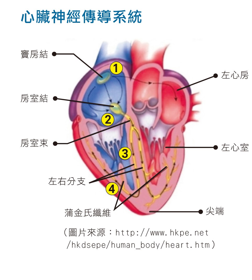 圖為心臟神經傳導系統。