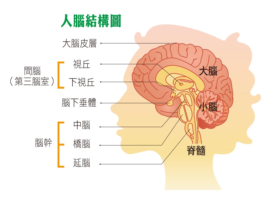 人的大腦有個第三腦室，也就是禪心脈輪，我們可以用它來吸收大自然的能量。