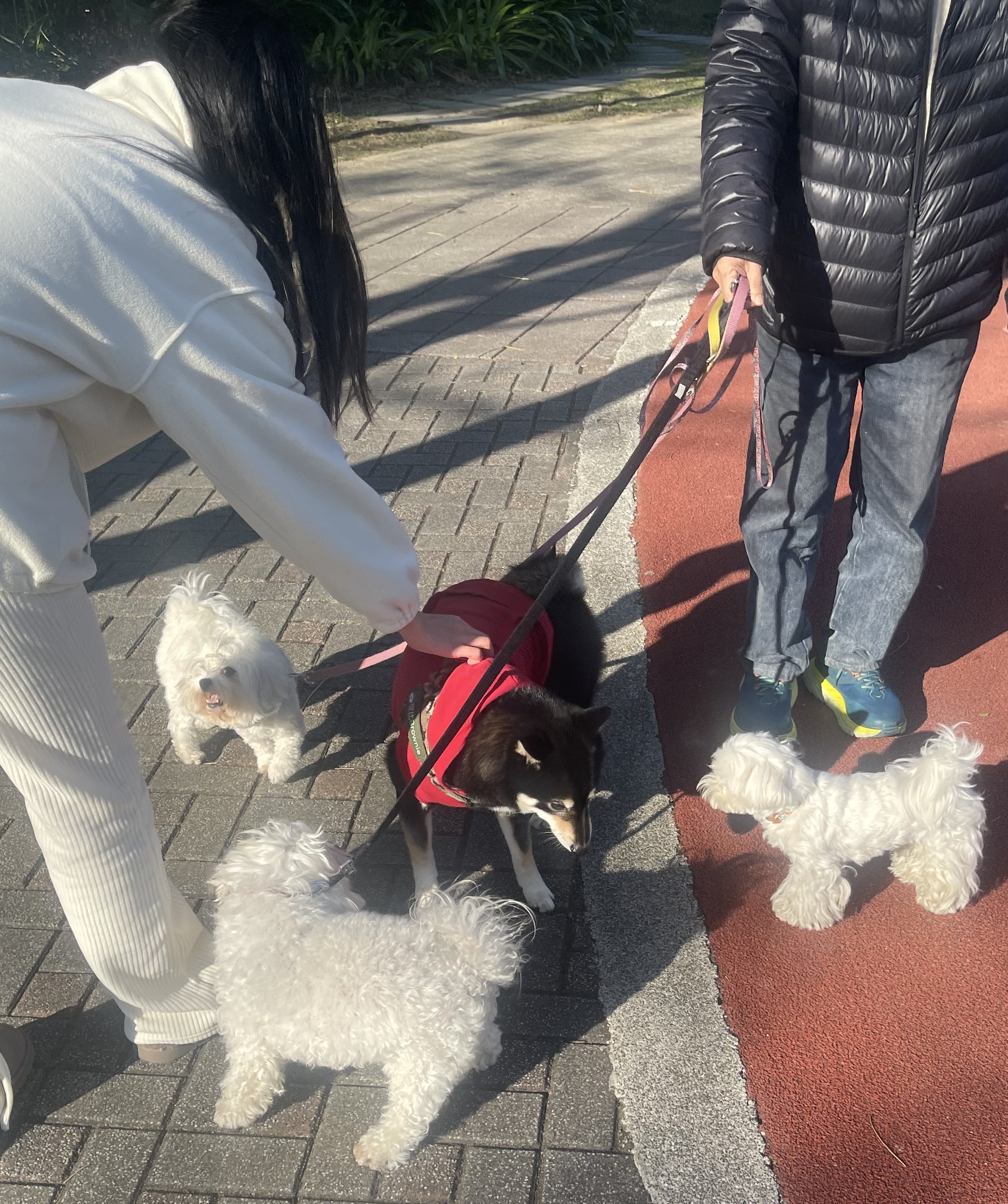 馬爾濟斯和小秋田也是很好的朋友。圖/楊俊斌攝