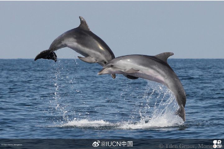 瓶鼻海豚屬於保護野生動物，這次登上大陸法院司法拍賣台。圖/取自IUCN中國微博