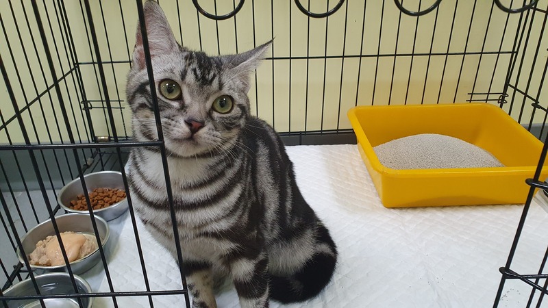 新北市動保處表示，林男另飼養1隻美國短毛貓已沒入帶回安置。圖/新北市動保處提供