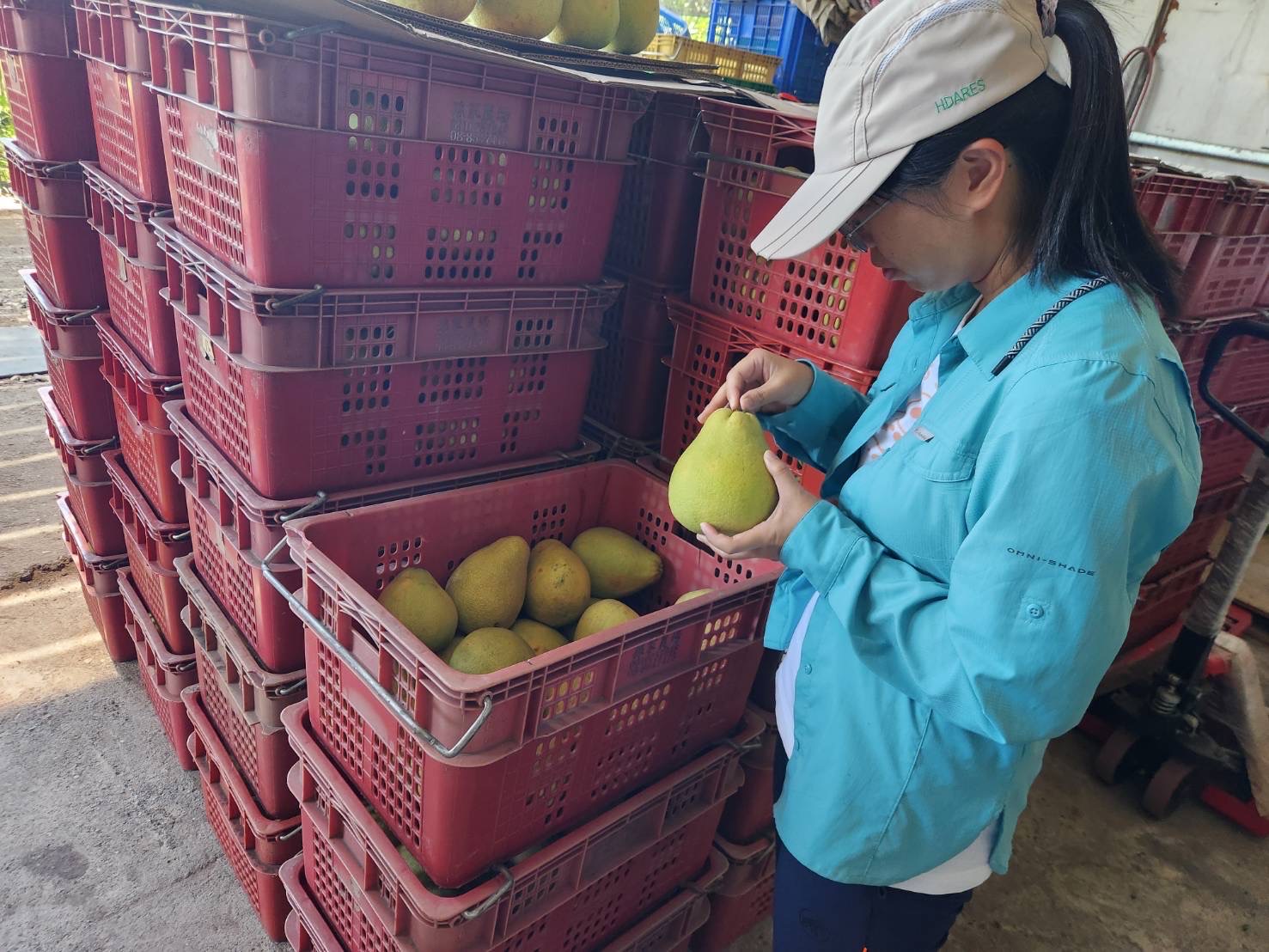 花蓮區農業改良場團隊赴包裝場溯源輔導，協助業者穩定外銷。圖/取自防檢署網站